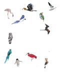 Het Dikke Boek van alle bijzondere vogels